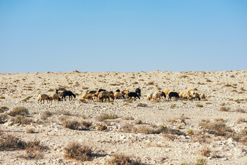A flock of sheep is grazed in the desert. Sheep and rams with fat tail. Movement of a flock of...