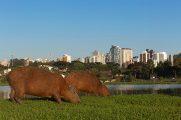 Barigui Park in Curitiba Parana Brazil.