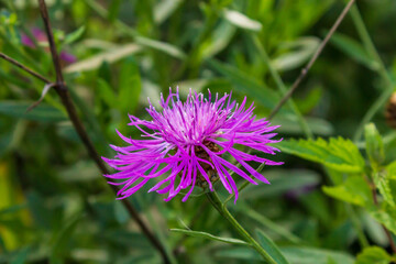 purple thistle flower