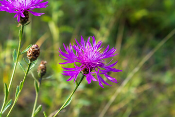 bee on a flower