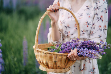 Fototapeta na wymiar basket with lupines in the hands of a girl close up