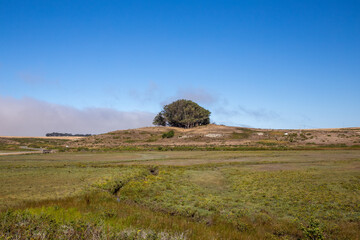 Fototapeta premium trees in the field