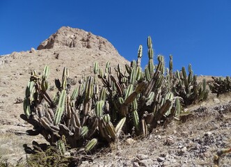 Psychoactive cacti (Neoraimondia arequipensis) on the slope of Cerro Baúl (Moquegua, South Peru)