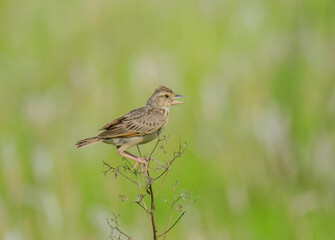 Fototapeta premium A wild bird on a small branch of a tree .