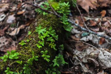 planta 