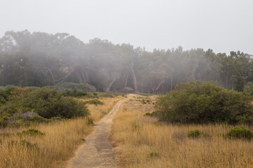path to foggy forest and cabin in Big Sur, California