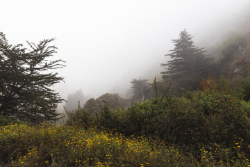 Coastal fog in forest of Big Sur, California