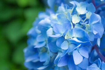 Closeup of a blue hortensia. Copy space.