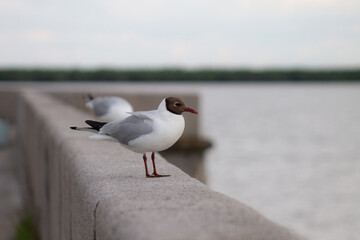 a black-headed gull rests on the parapet