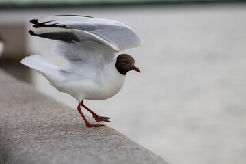 a black-headed gull rests on the parapet