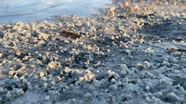Fiddler crabs coming directly towards camera