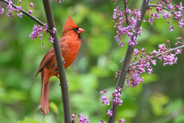 Cardinal on a Japanese Cherry Tree