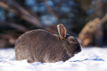 wild rabbit in the snow
