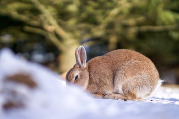 wild rabbit in the snow