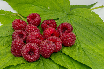 Raspberry on a green leaves close up macro. Nature background. Fresh fruit. Natural product.
