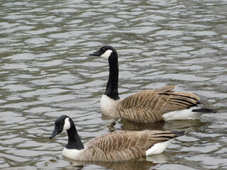 goose on the lake in the Lake District of England