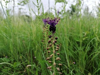 Leopoldia comosa  (L.) Parl. 