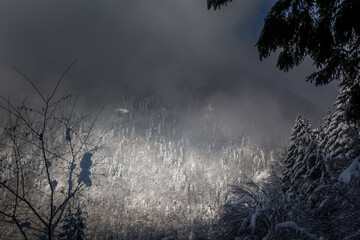 Incredible mist covered snowy forest landscape in winter season. Sun illuminating the bright hill...