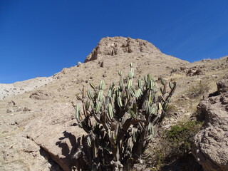Psychoactive cacti (Neoraimondia arequipensis) on the slope of Cerro Baúl (Moquegua, South Peru)