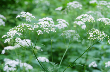 Forest plant queen anne's lace (Chaerophýllum) in the forest, macro photo, selective focus.