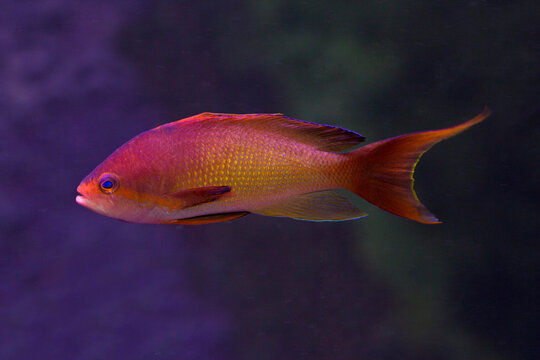  Sea goldie, lyretail coralfish, lyretail anthias,  scalefin anthias (Pseudanthias squamipinnis).