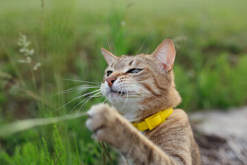 Obraz premium Photo of a muzzle of a short-haired cat with a yellow collar that plays with grass in the fresh air in nature.