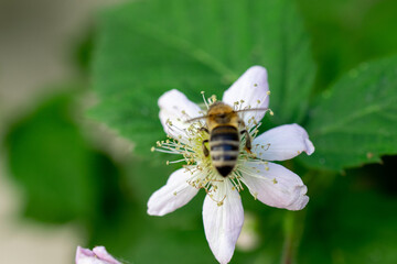 bee on flower