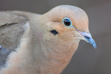 Close up portrait of a Mourning Dove