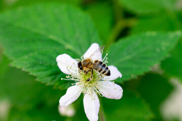 bee on a flower