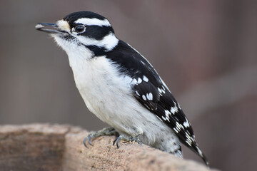 Portrait of a Downy Woodpecker