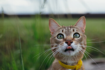 Portrait of a muzzle of a short-haired American cat that looks at a long blade of grass and licks its lips in the fresh air.