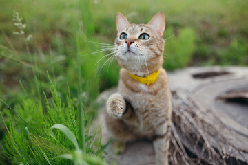 Shorthair American cat breed sitting on a stone in nature with a yellow collar around his neck stretches its paw to the grass to play.