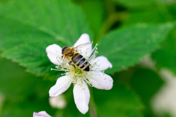 bee on a flower