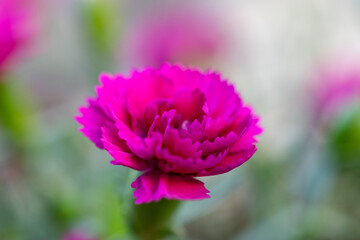Obraz premium close up of pink flower