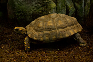  Yellow-footed tortoise, Brazilian giant tortoise (Chelonoidis denticulatus).