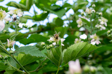 bee on a flower