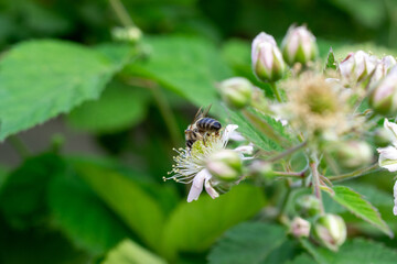 Fototapeta premium bee on a flower