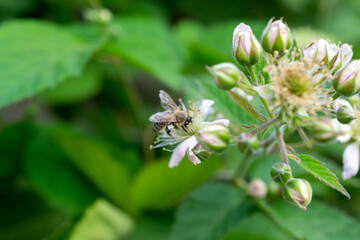 bee on a flower