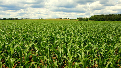 Fototapeta na wymiar Feld mit jungen Maispflanzen unter bewölktem Himmel