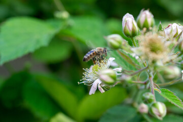 Obraz premium a bee on a flower