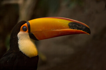 Naklejka premium Toco toucan, common toucan, giant toucan (Ramphastos toco).