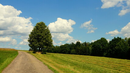 Fototapeta na wymiar schöner Höhenweg entlang Wald und Wiesen unter blauem Himmel mit weißen Wolken