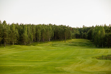 
green grass and trees grow