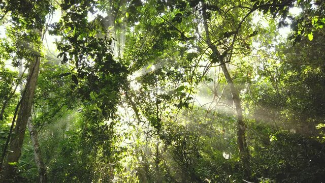 The atmosphere of the humid jungle interior at dawn with rays of light between the green leaves with humidity. Natural conservation video in 4K