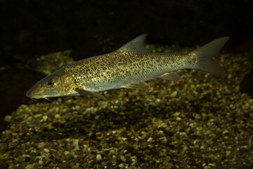 European barbel (Barbus barbus).