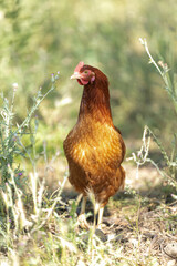 Red-headed laying hen free