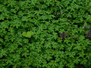 green ivy leaves