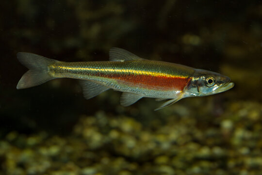 Redside dace (Clinostomus elongatus).