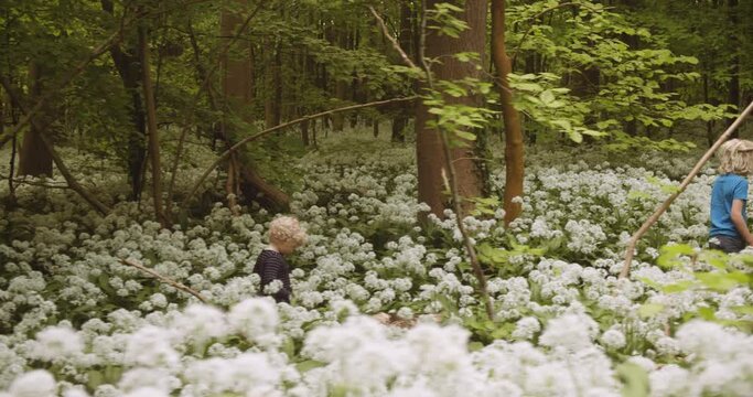 Shot of Children Exploring Beautiful Lush Forest with White Flowering Plants
