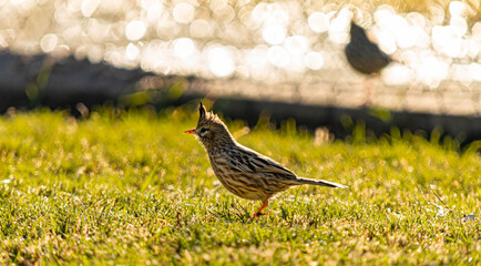 Coryphistera alaudina in the garden, copeton, creston